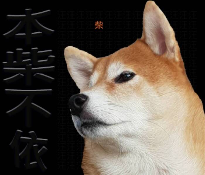 柴柴與貓(灬°ω°灬)圖片
