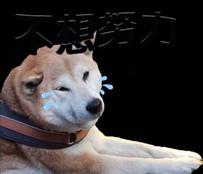 柴柴與貓(灬°ω°灬)圖片
