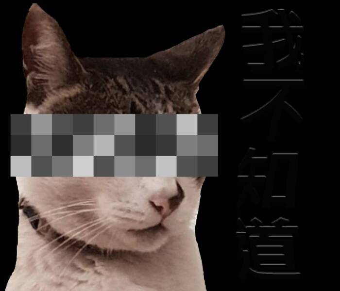 柴柴與貓(灬°ω°灬)圖片